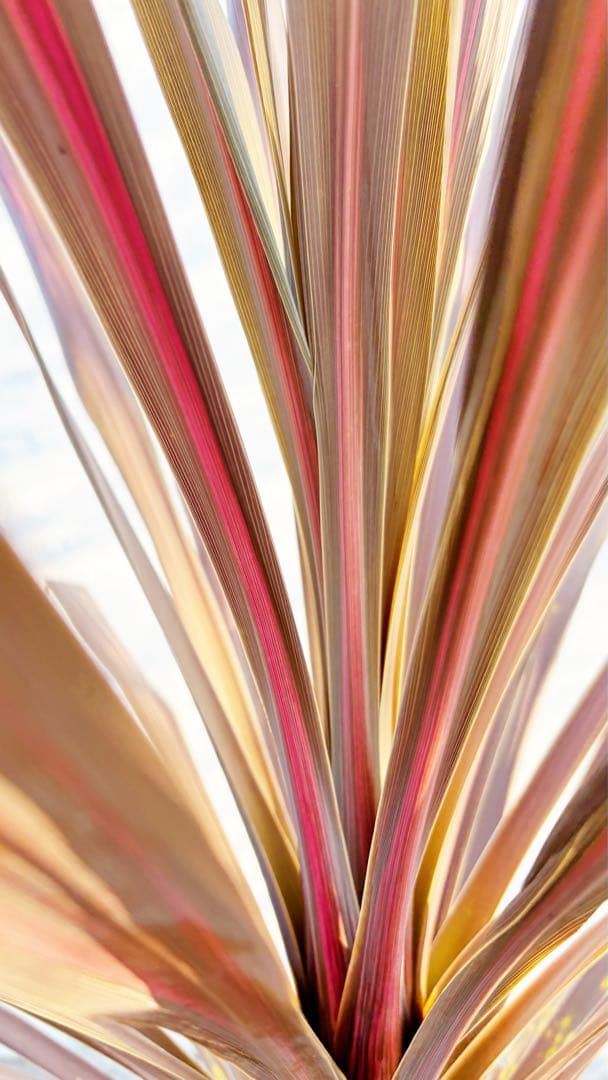 超大株！コルジリネ コーヒークラシック1.6M(鉢底から)品番B☆数量限定