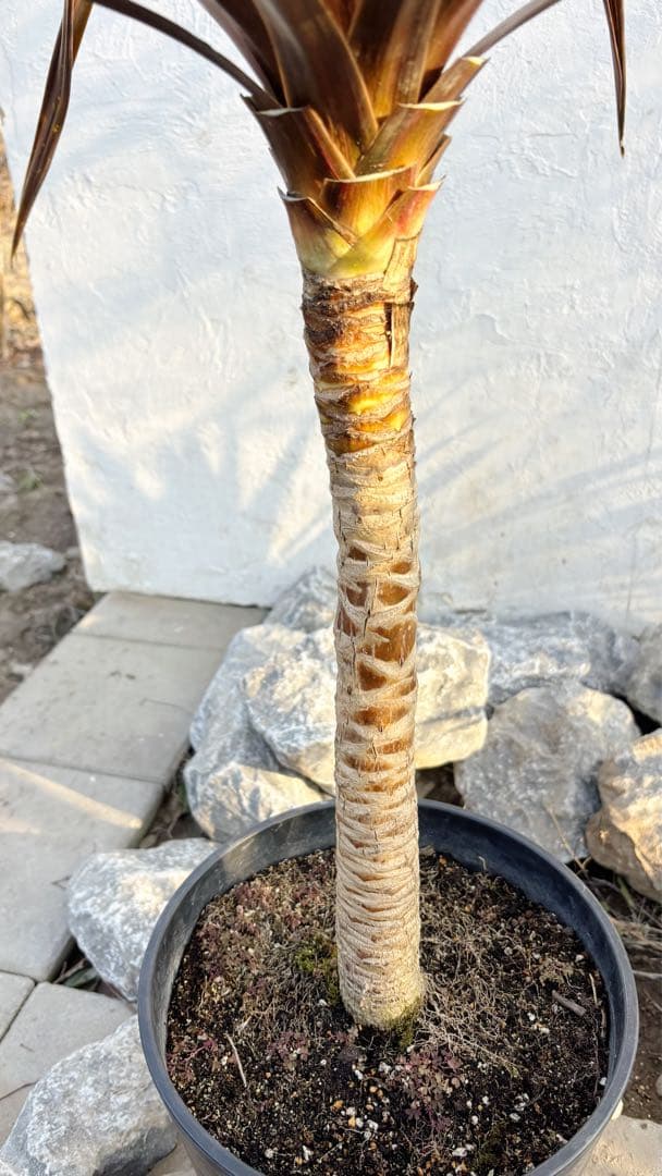 超大株！コルジリネ コーヒークラシック1.6M(鉢底から)品番B☆数量限定