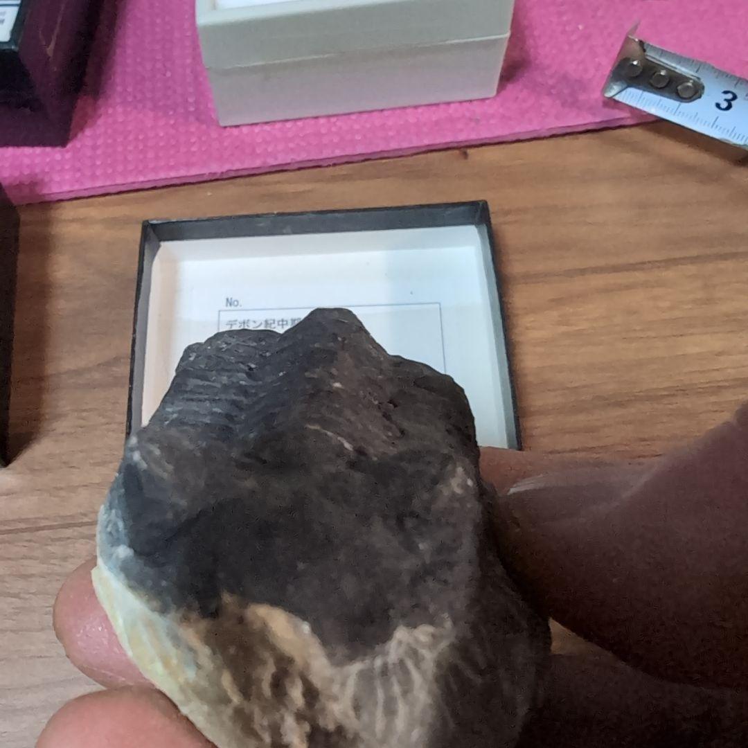 本物 デボン紀中期 三葉虫綱目 メタカンシナSP 化石 モロッコ - メルカリ