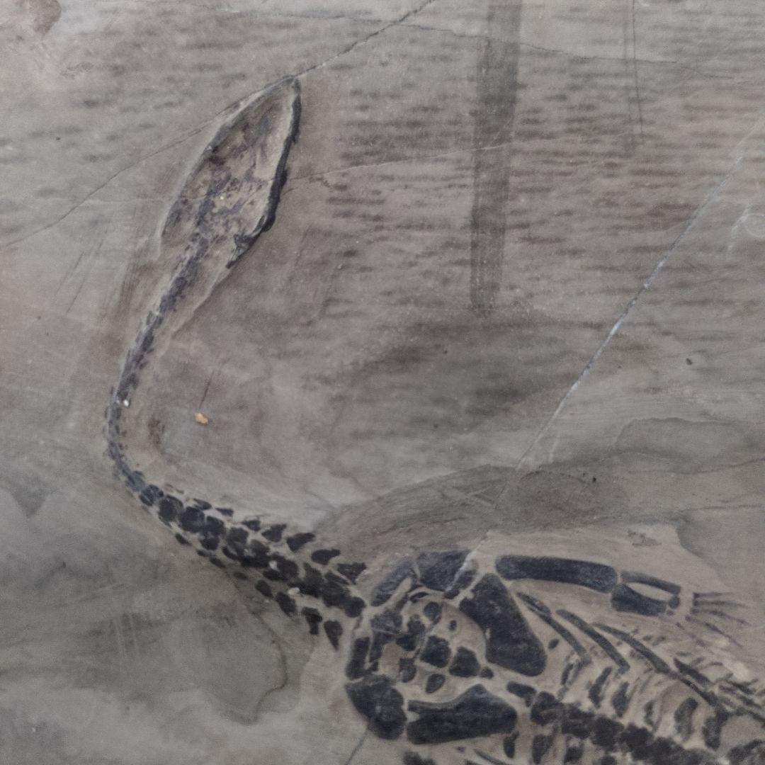 (希少)　ケイチョウサウルス化石　中国