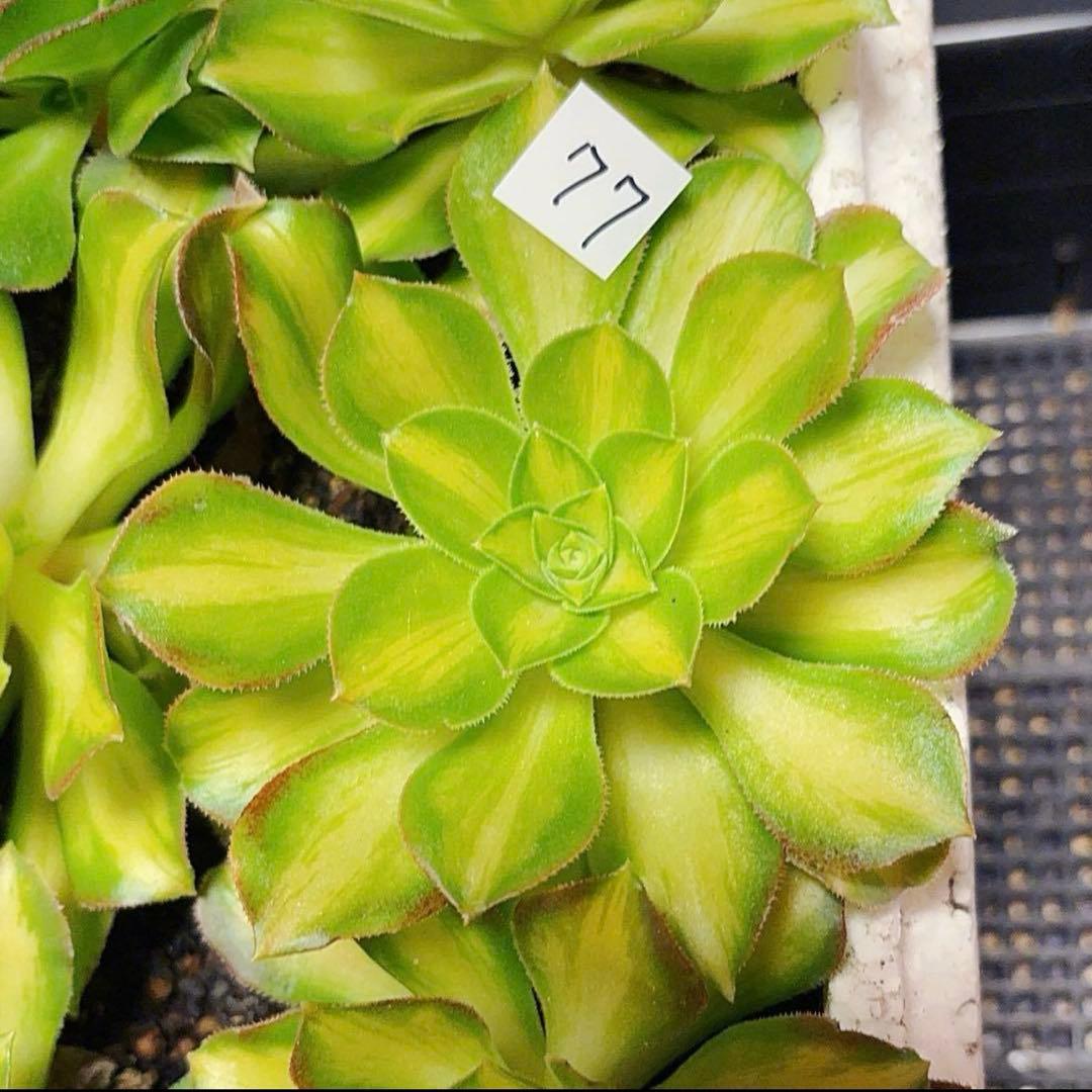 77#観葉植物アエオニウム❤️サラダボール中斑錦❤️大頭10cm 拔き苗