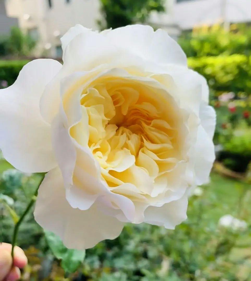 レアバラ苗　　クリームイェロー　入手困難な8号鉢大苗　四季咲き