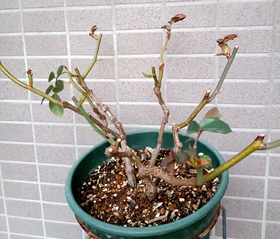 レアバラ苗　　クリームイェロー　入手困難な8号鉢大苗　四季咲き