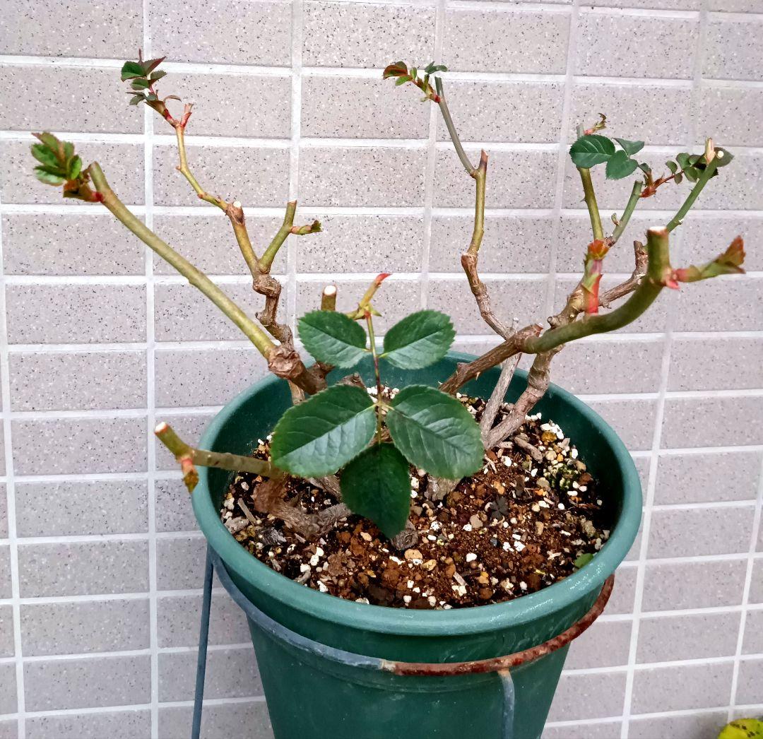 レアバラ苗　　クリームイェロー　入手困難な8号鉢大苗　四季咲き