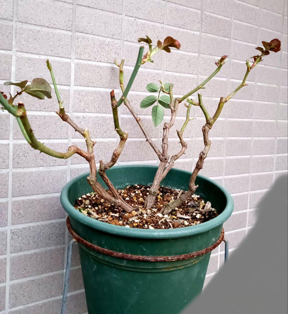 レアバラ苗　　クリームイェロー　入手困難な8号鉢大苗　四季咲き