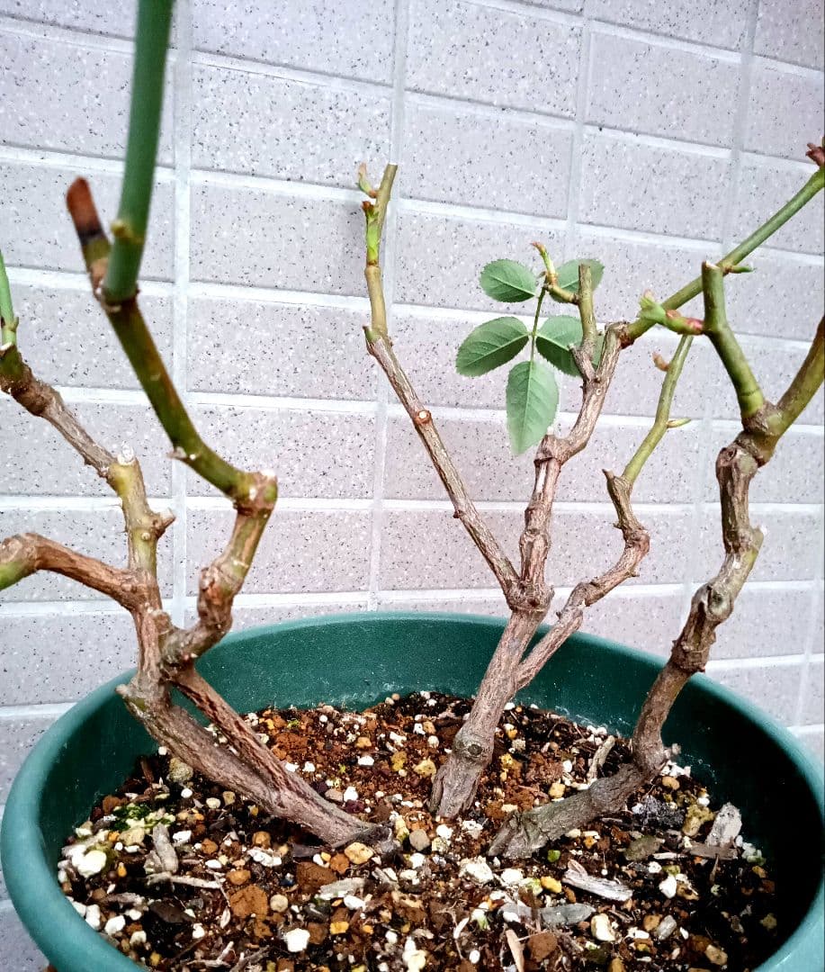 レアバラ苗　　クリームイェロー　入手困難な8号鉢大苗　四季咲き