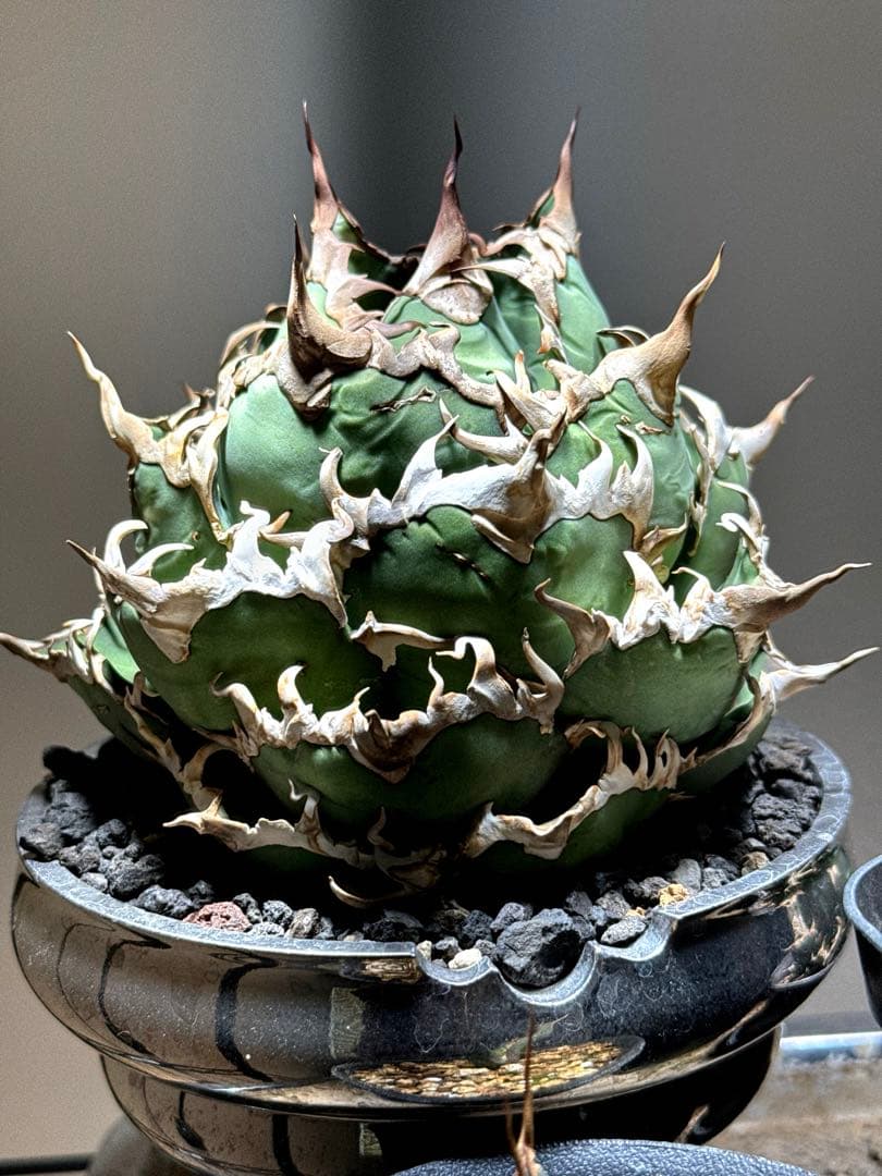 【限定割引中】アガベ　チタノタ　シーザー　lize産