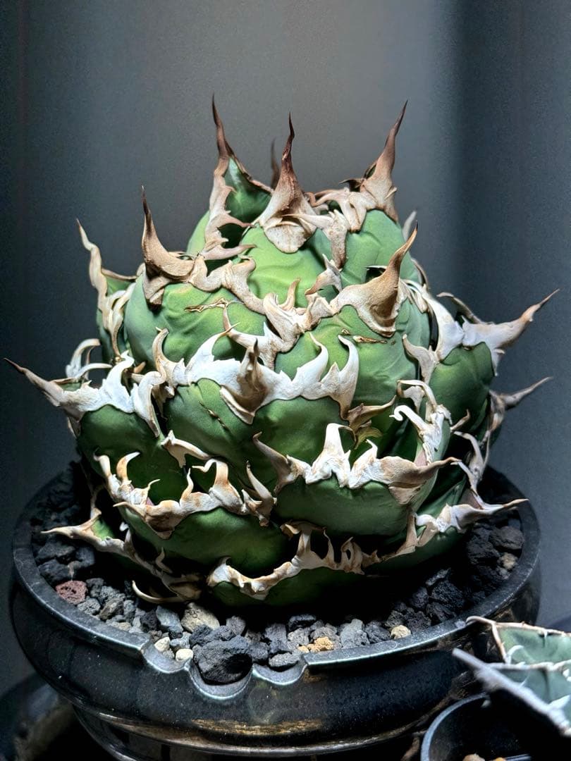 【限定割引中】アガベ　チタノタ　シーザー　lize産