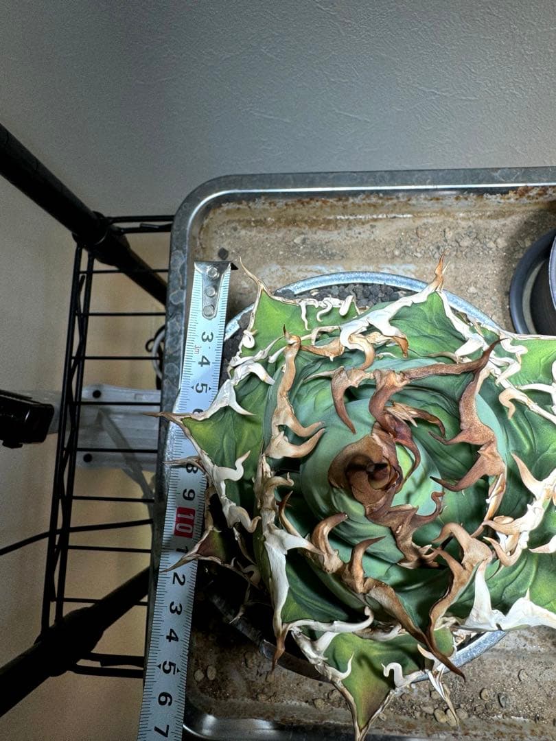 【限定割引中】アガベ　チタノタ　シーザー　lize産