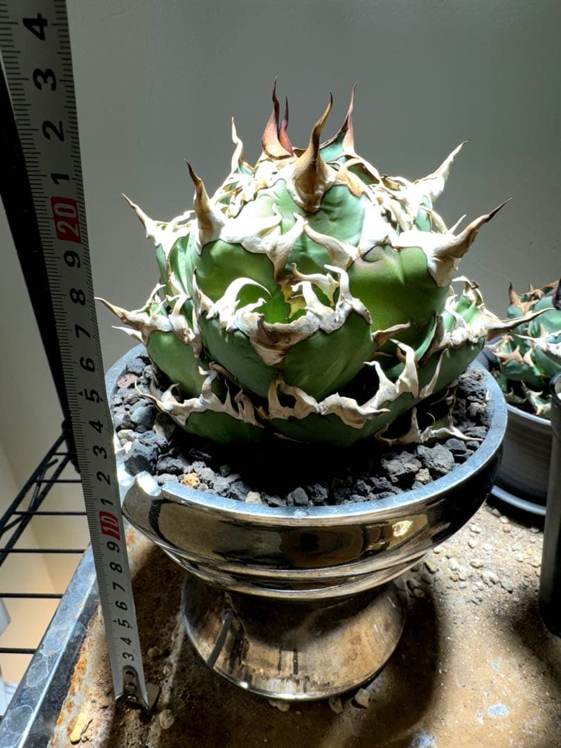 【限定割引中】アガベ　チタノタ　シーザー　lize産