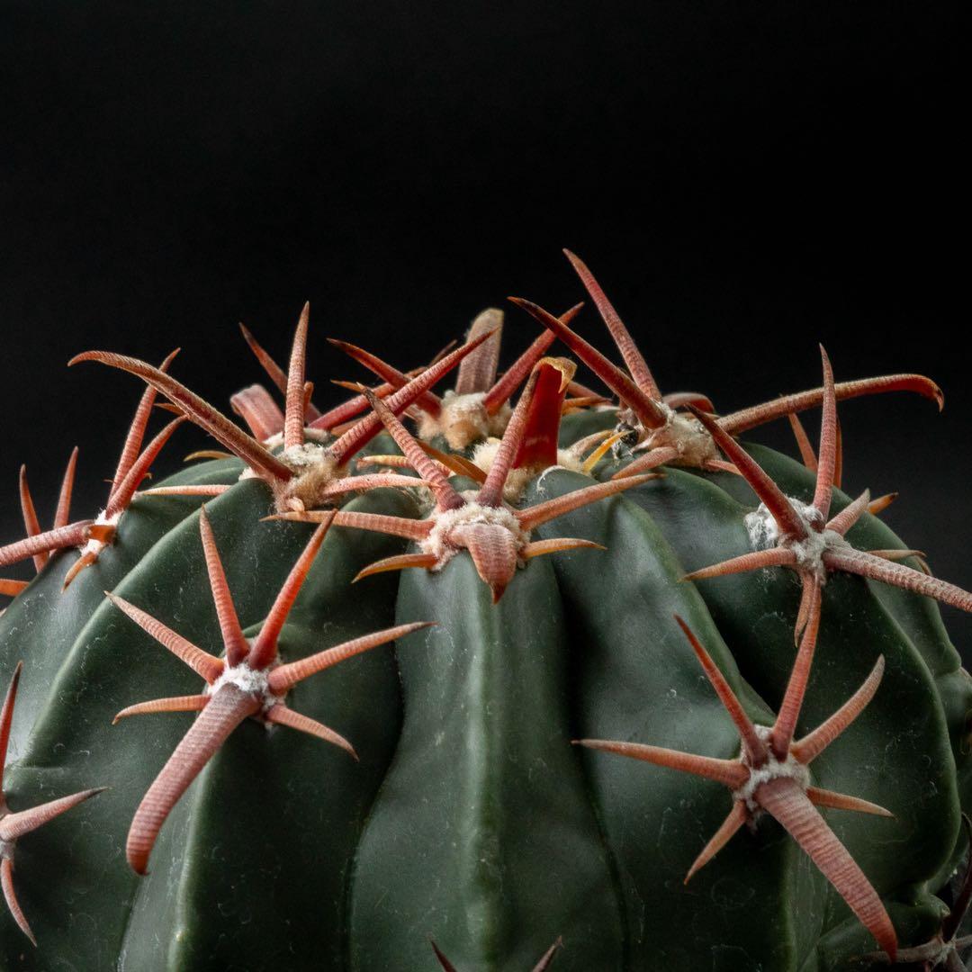 綾波武蔵 （実生） エキノカクタス 旧ホマロケファラ #217 - メルカリ