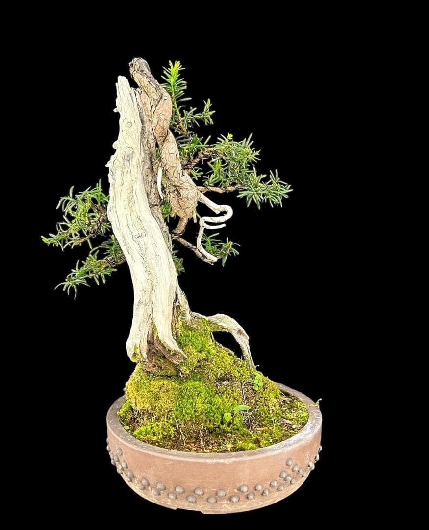 【盆栽屋大和】山採り一位盆栽 中品 いちい イチイ 樹高47㎝ 観賞用 現品