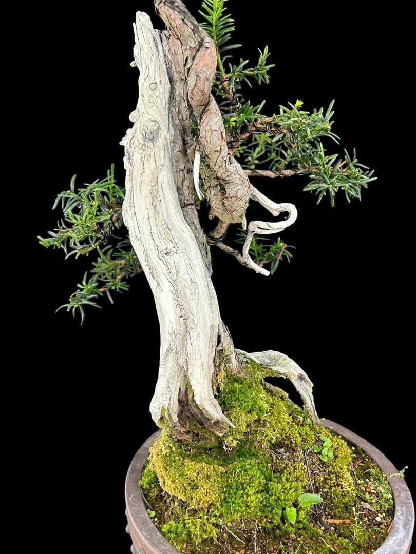 【盆栽屋大和】山採り一位盆栽 中品 いちい イチイ 樹高47㎝ 観賞用 現品