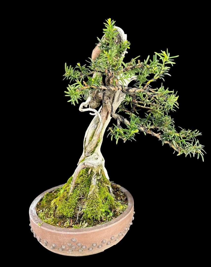 【盆栽屋大和】山採り一位盆栽 中品 いちい イチイ 樹高47㎝ 観賞用 現品