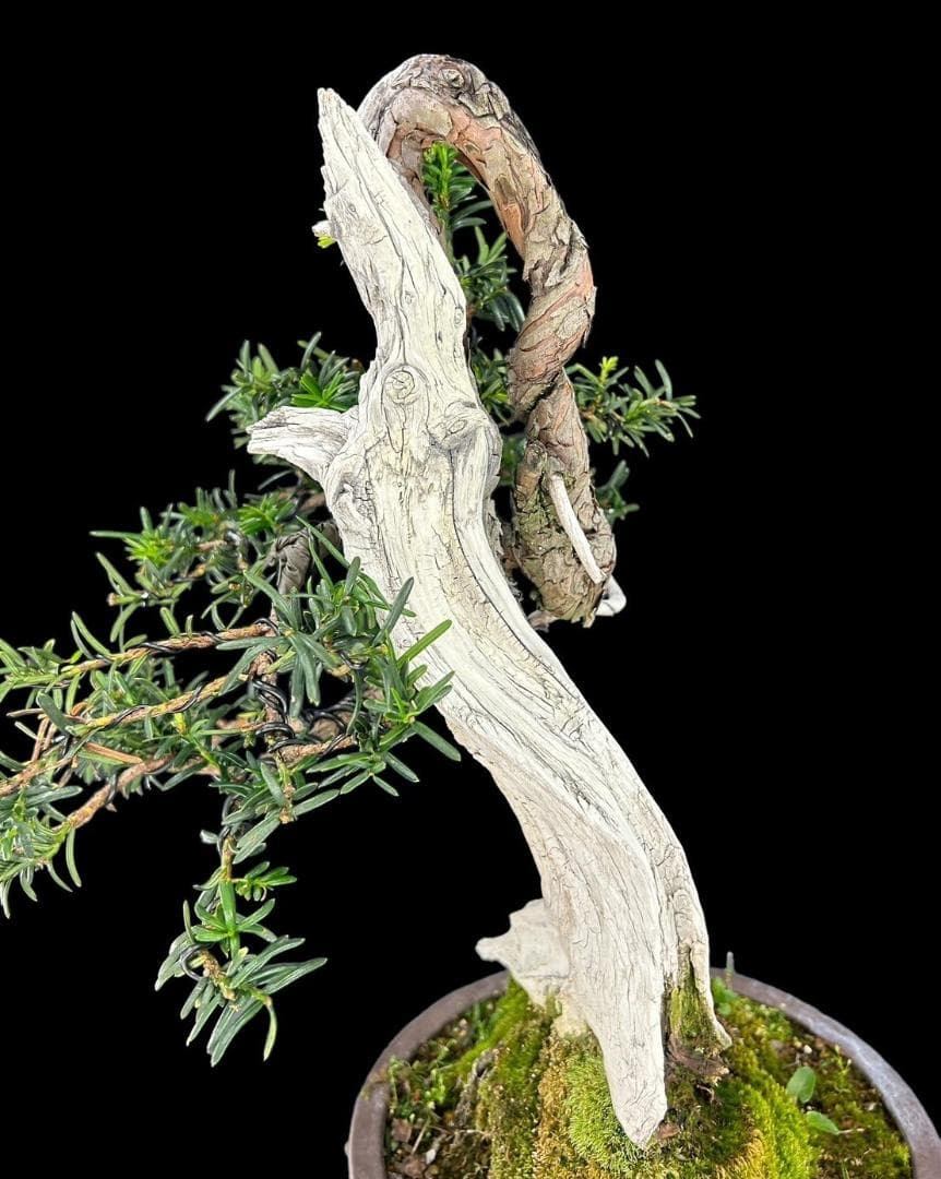 【盆栽屋大和】山採り一位盆栽 中品 いちい イチイ 樹高47㎝ 観賞用 現品