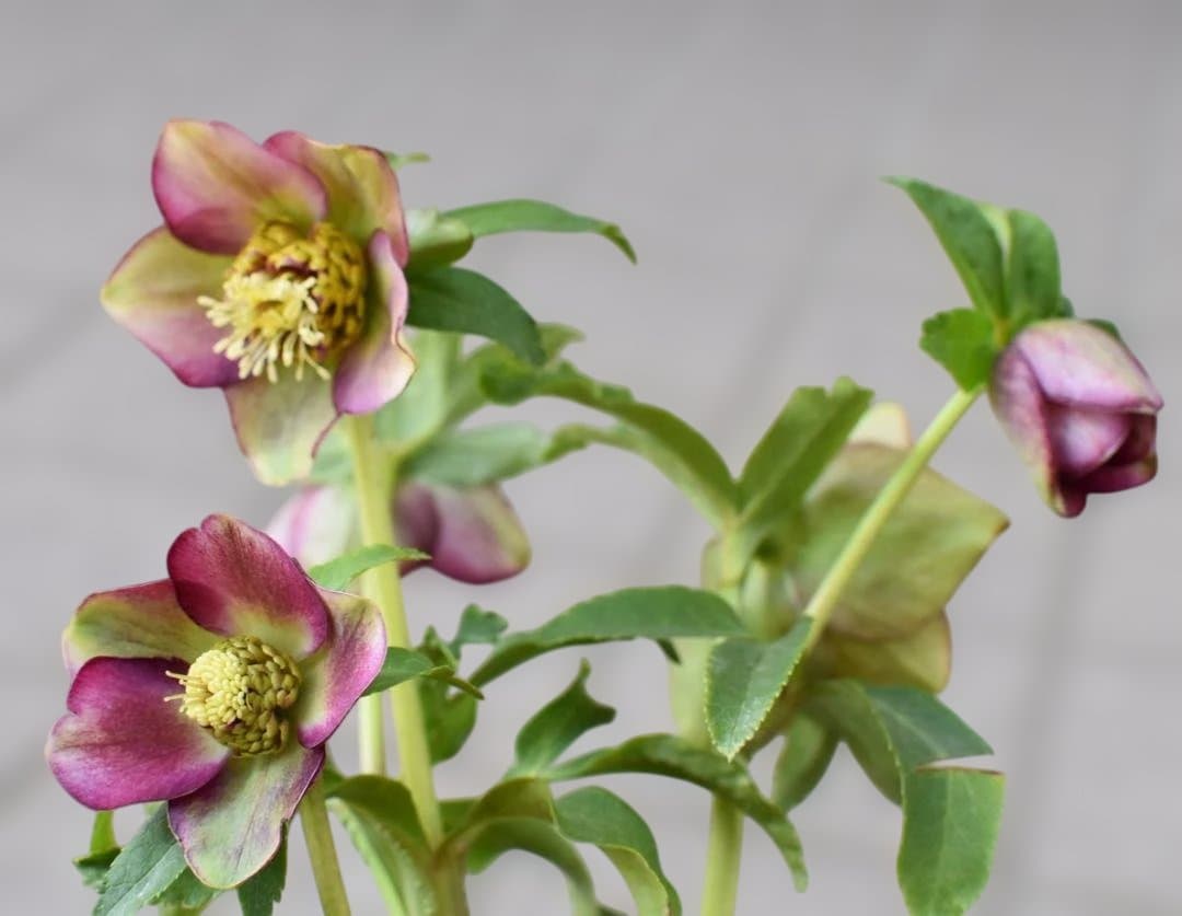 認定　加藤農園　グロッシー＆フレグランス　クリスマスローズ　開花株