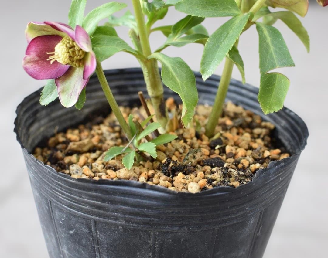 認定　加藤農園　グロッシー＆フレグランス　クリスマスローズ　開花株