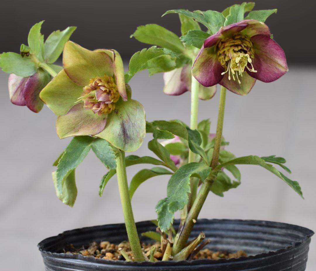 認定　加藤農園　グロッシー＆フレグランス　クリスマスローズ　開花株