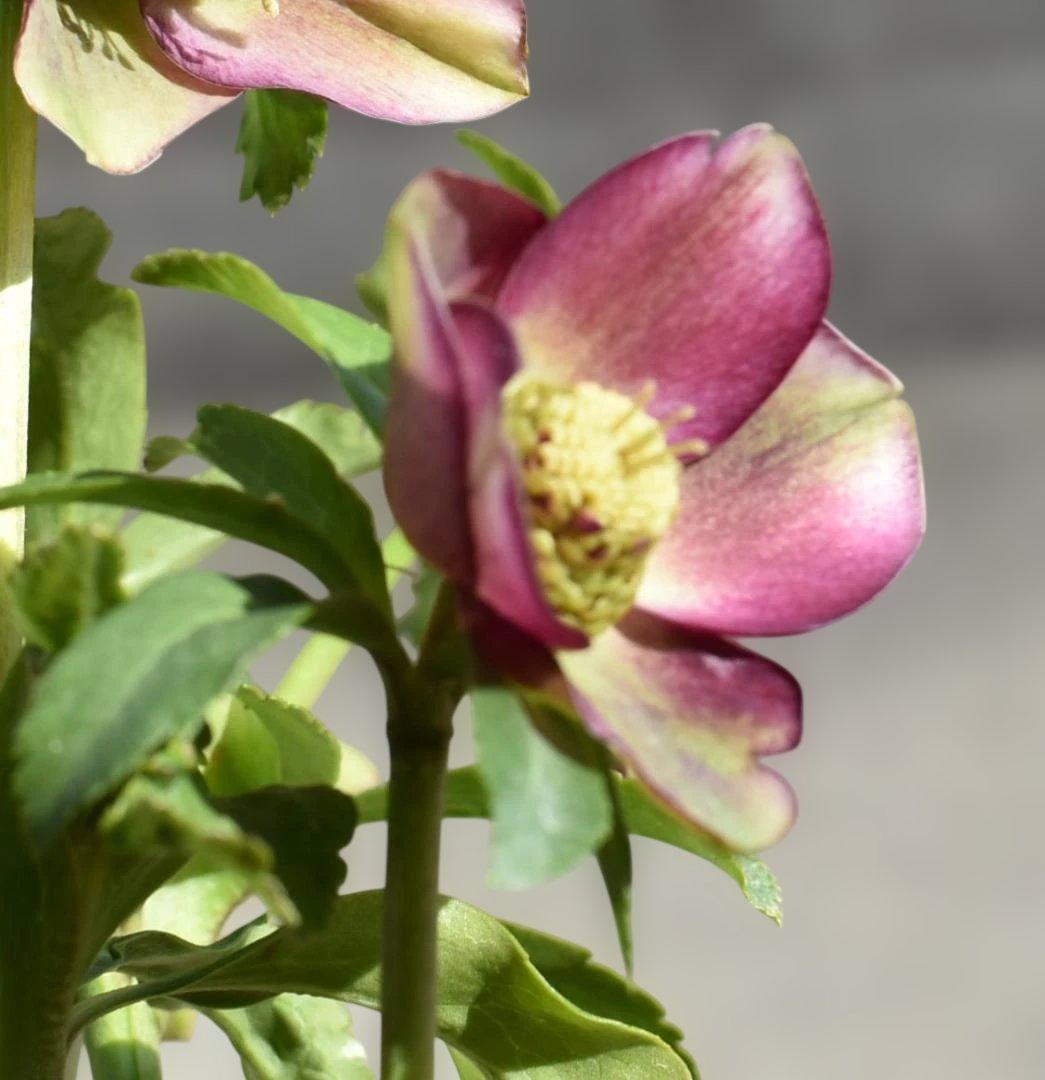 認定　加藤農園　グロッシー＆フレグランス　クリスマスローズ　開花株