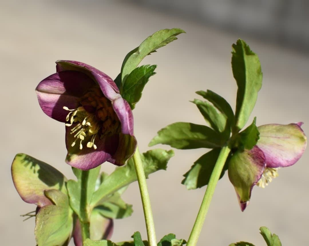 認定　加藤農園　グロッシー＆フレグランス　クリスマスローズ　開花株