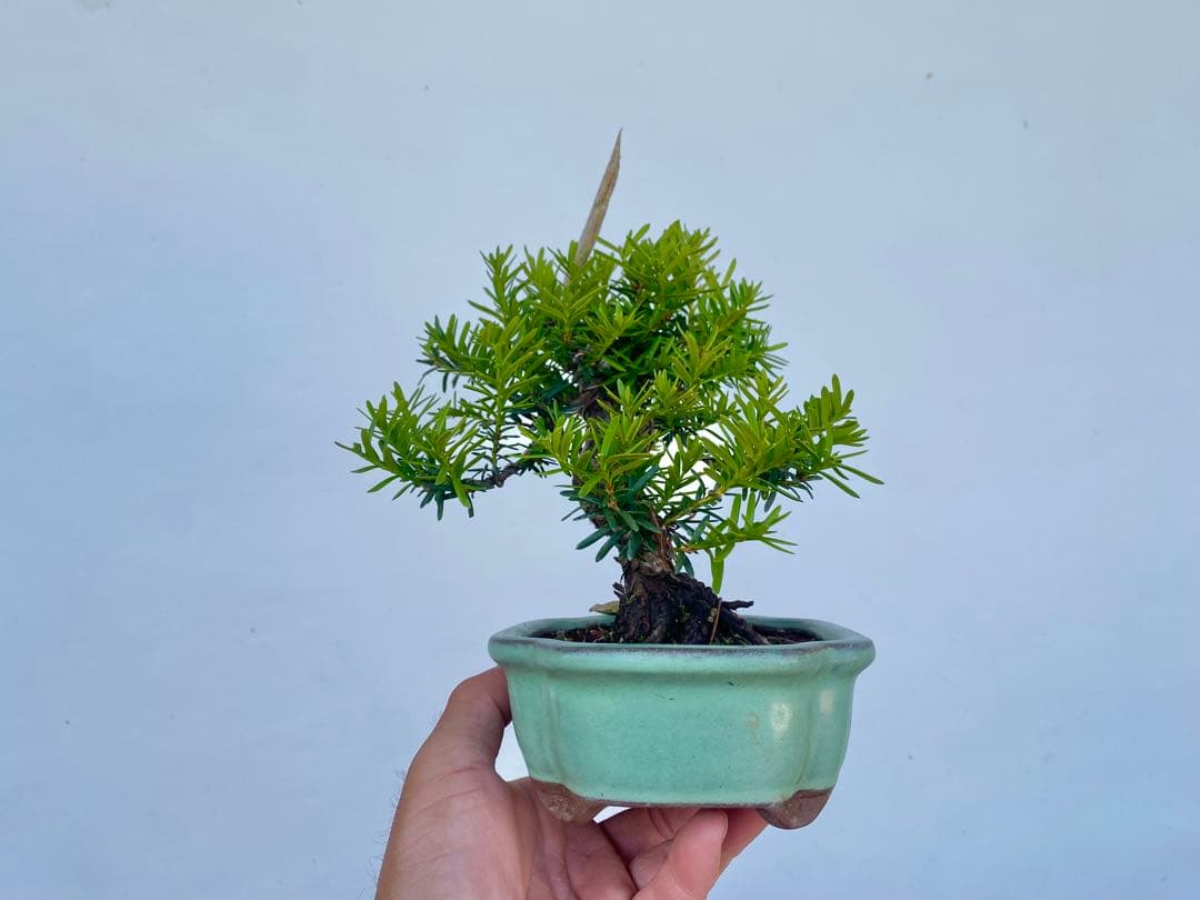 白木盆栽園 イチイ 一位 樹高20センチ 盆栽黒松赤松五葉松真柏雑木