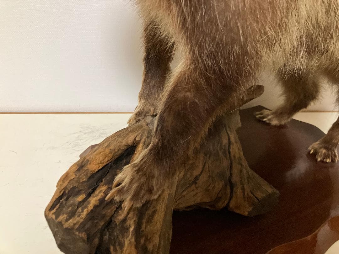 狸の剥製：種の保存法に該当しない動物