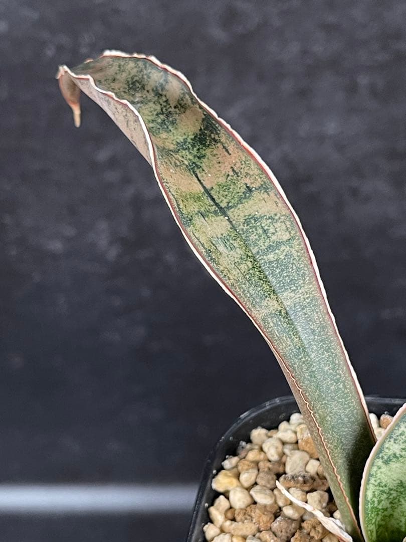 EMP サンセベリア ピンクパンサー OC株 / レア SA348