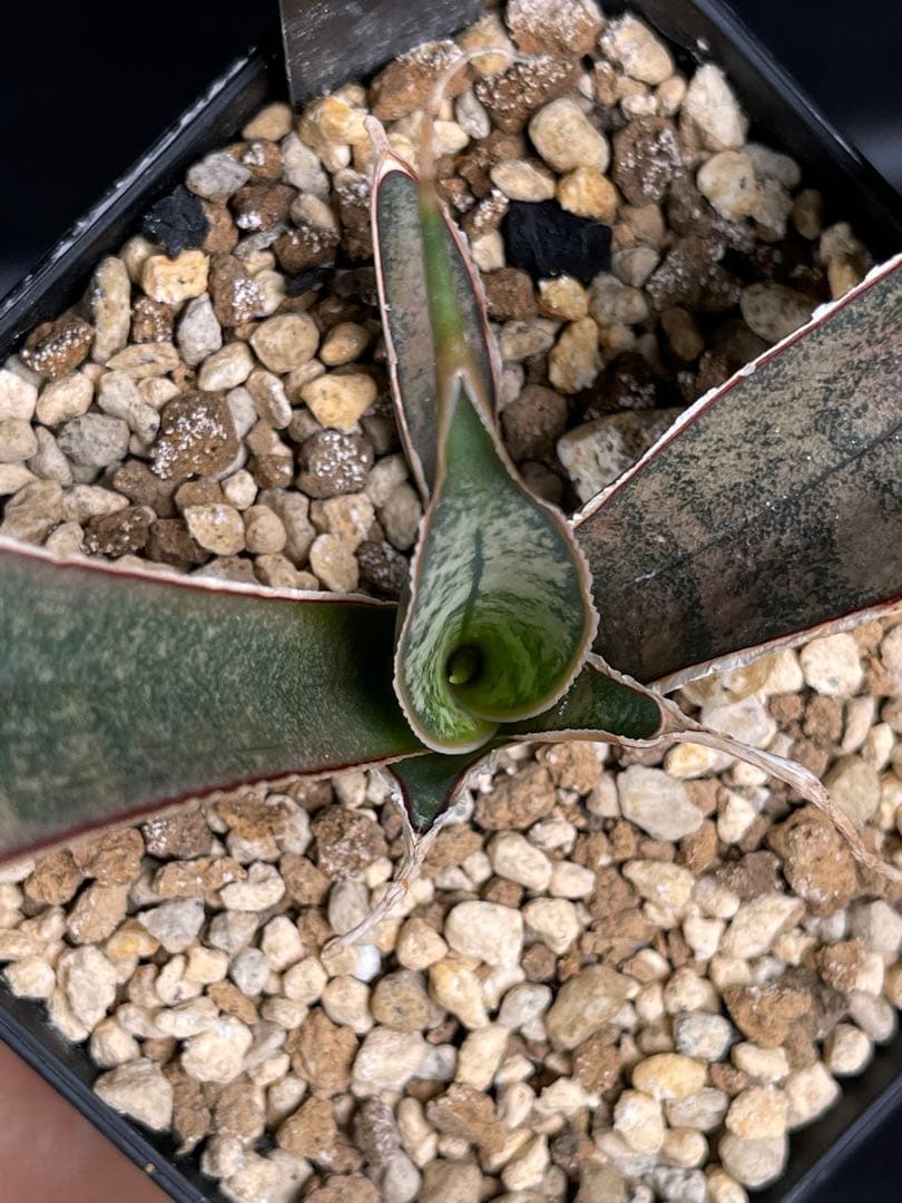 EMP サンセベリア ピンクパンサー OC株 / レア SA348