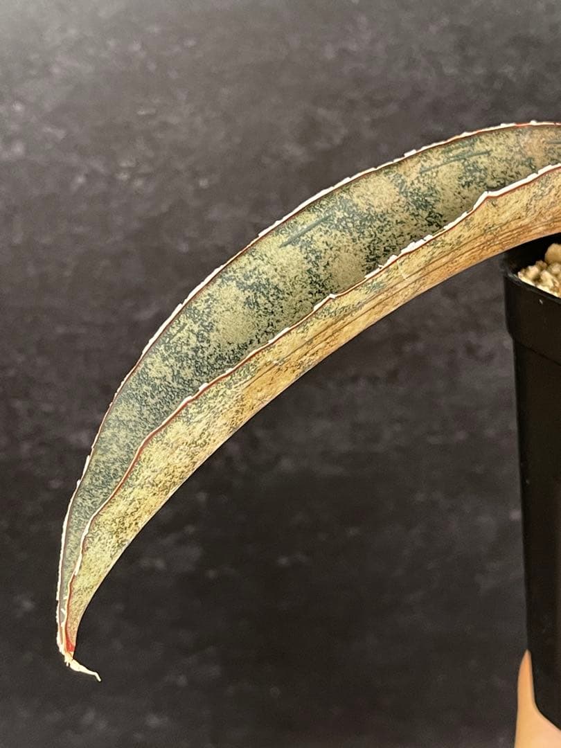 EMP サンセベリア ピンクパンサー OC株 / レア SA348