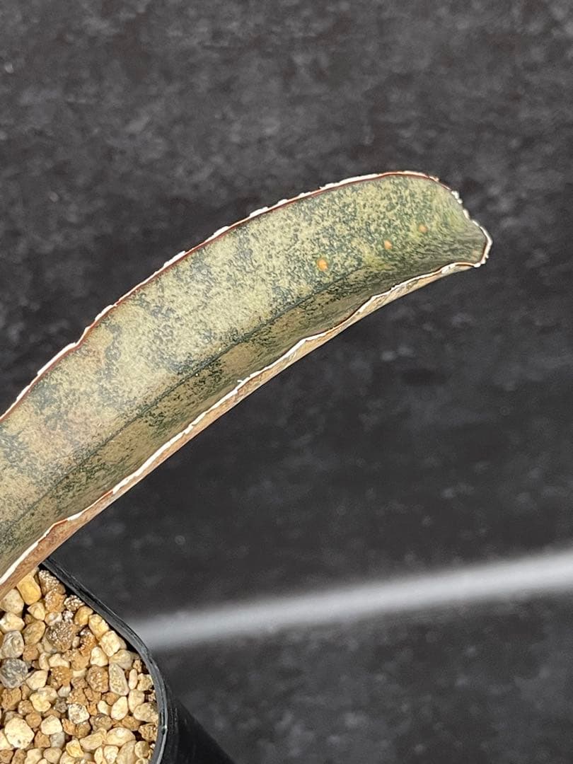 EMP サンセベリア ピンクパンサー OC株 / レア SA348