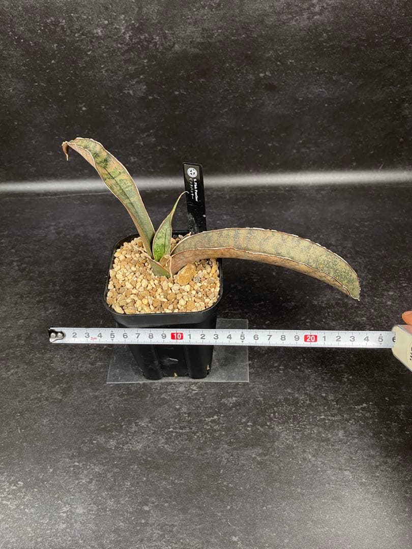 EMP サンセベリア ピンクパンサー OC株 / レア SA348