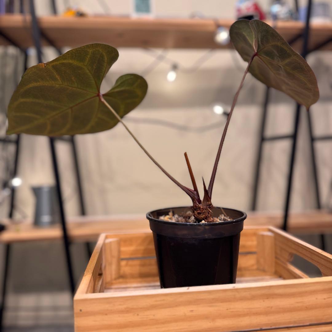 29 アンスリウム レッドクリスタリナム ハイブリッド 大株 ダーク色