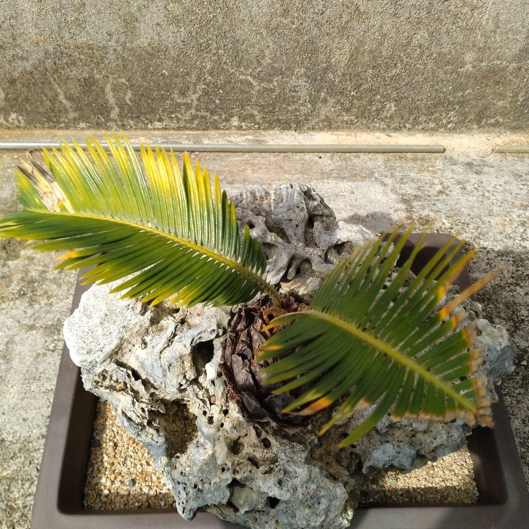 金環蘇鉄　珊瑚石付き　盆栽