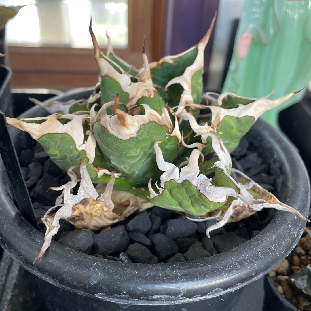 オアハカ　極美　強刺