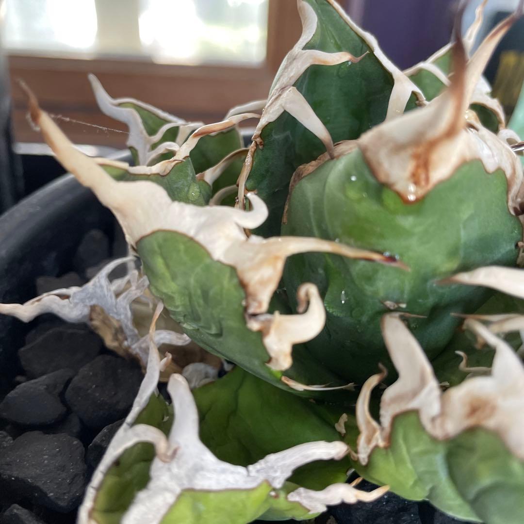 オアハカ　極美　強刺