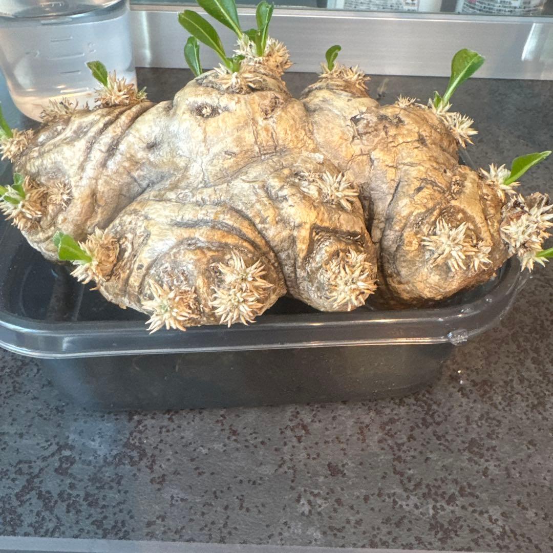 パキポディウム　ブレビカウレ　恵比寿笑　発根済み