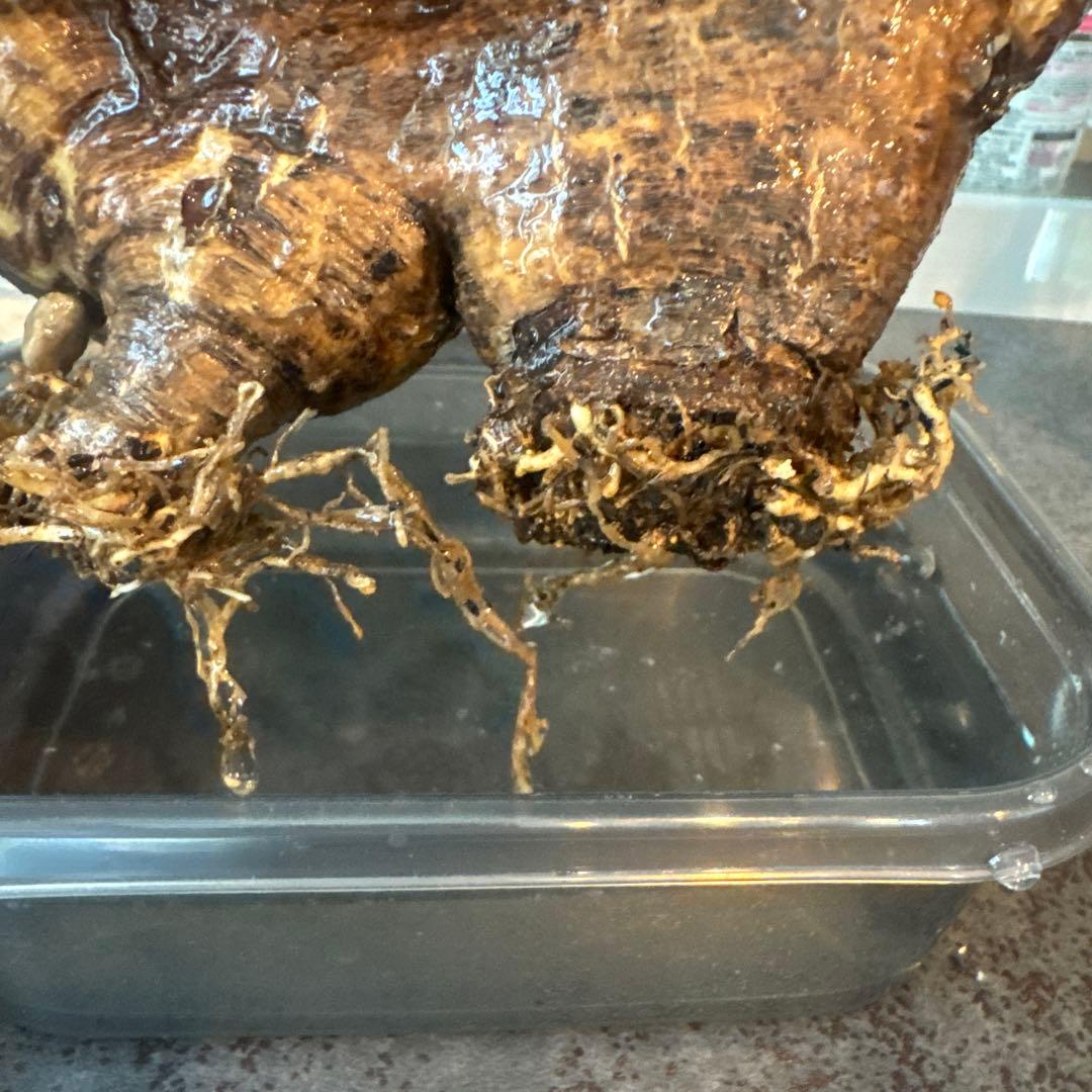 パキポディウム　ブレビカウレ　恵比寿笑　発根済み