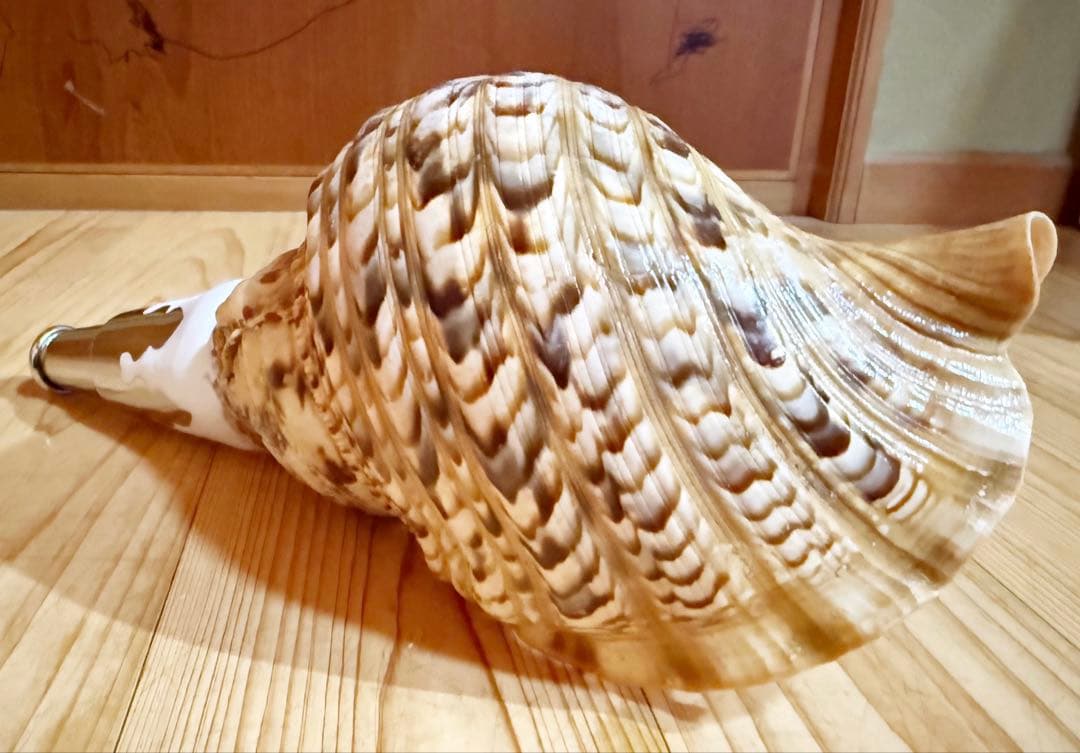 おはなちゃんさま専用　修験道法螺貝　山伏　密教　熊よけ　魔除け❣️ほら貝　赤紐付き
