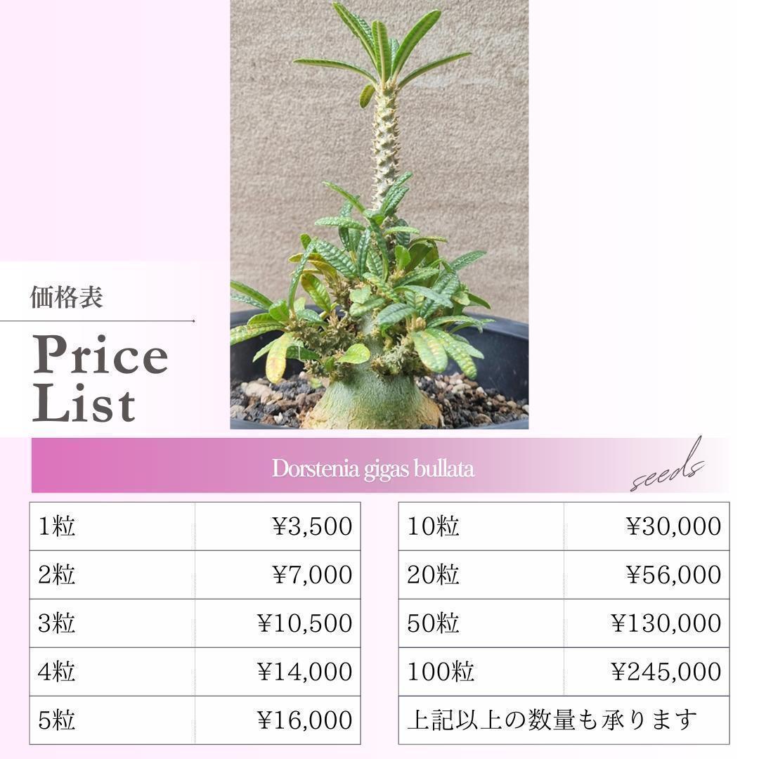 種子】ドルステニア ギガス ブラータ /セット割あり 数量1粒から購入可