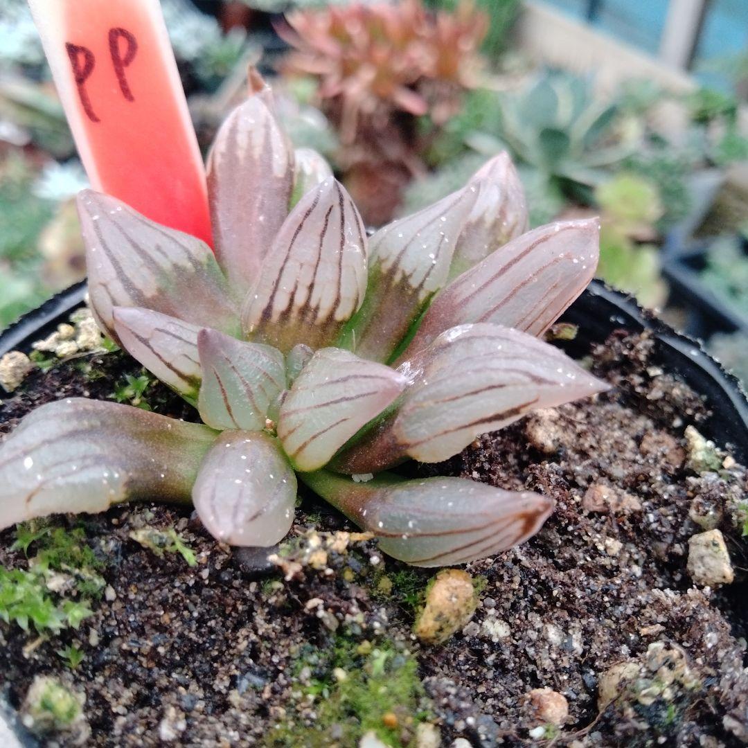 多肉植物ハオルチア アトロフスカミュータント抜き苗 - メルカリ