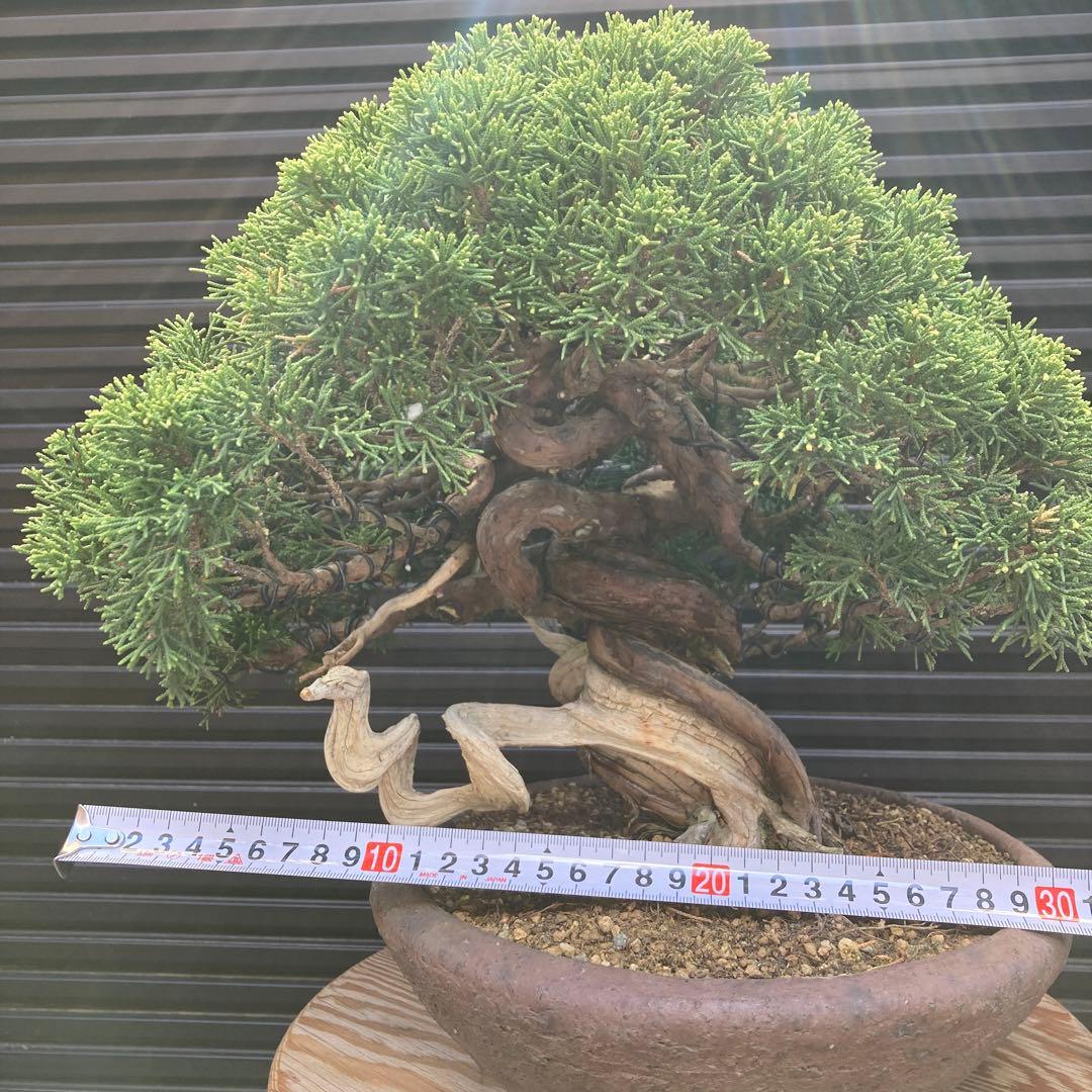 真柏 盆栽 盆栽鉢 鉢 - メルカリ