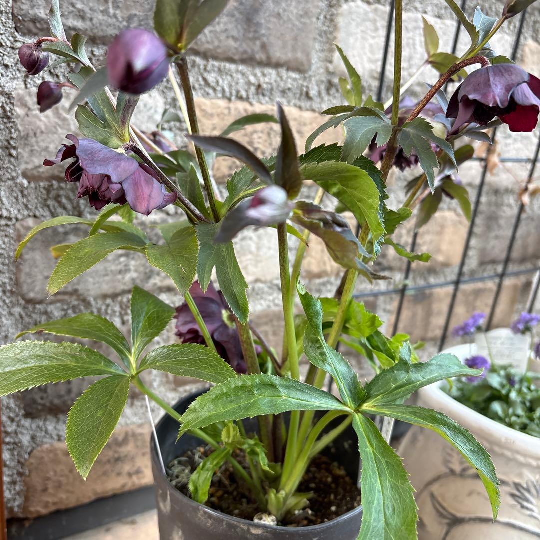 クリスマスローズクレオパトラ