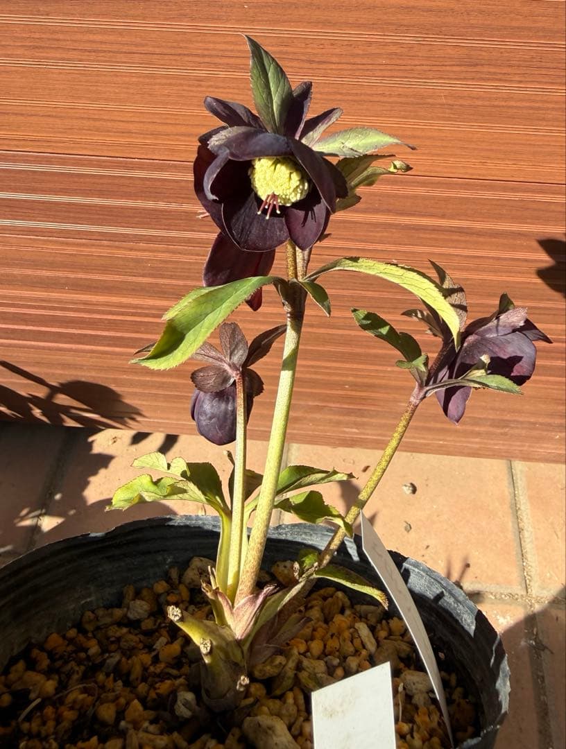 【未株分】加藤農園 クリスマスローズ シングル グロッシーカラー