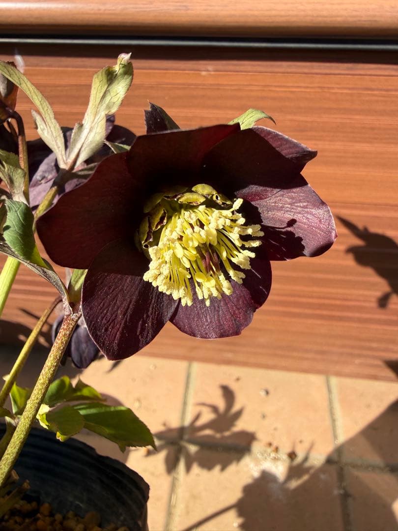 【未株分】加藤農園 クリスマスローズ シングル グロッシーカラー