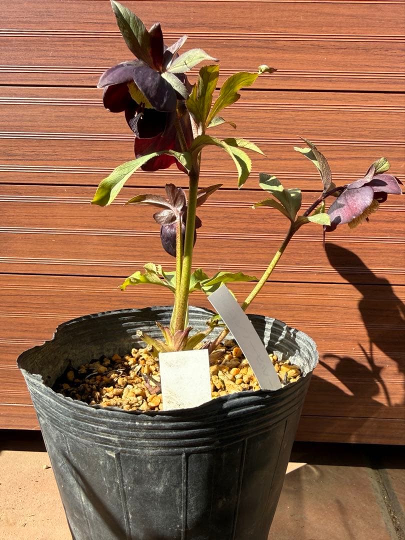 【未株分】加藤農園 クリスマスローズ シングル グロッシーカラー