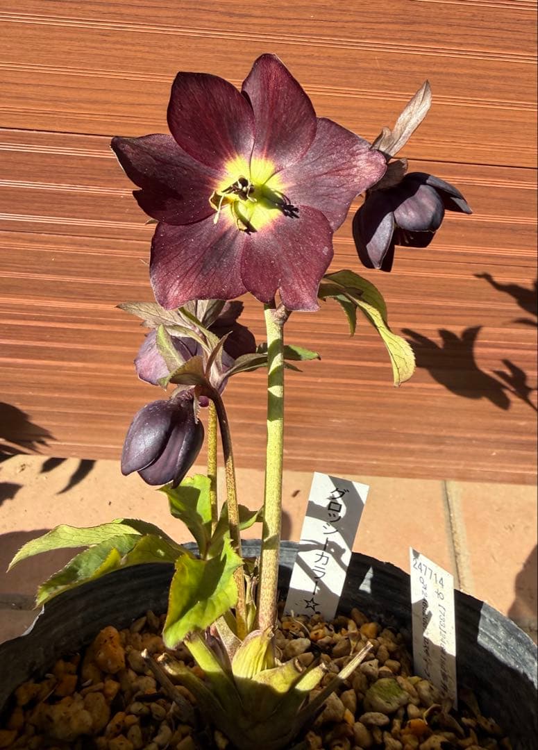 【未株分】加藤農園 クリスマスローズ シングル グロッシーカラー