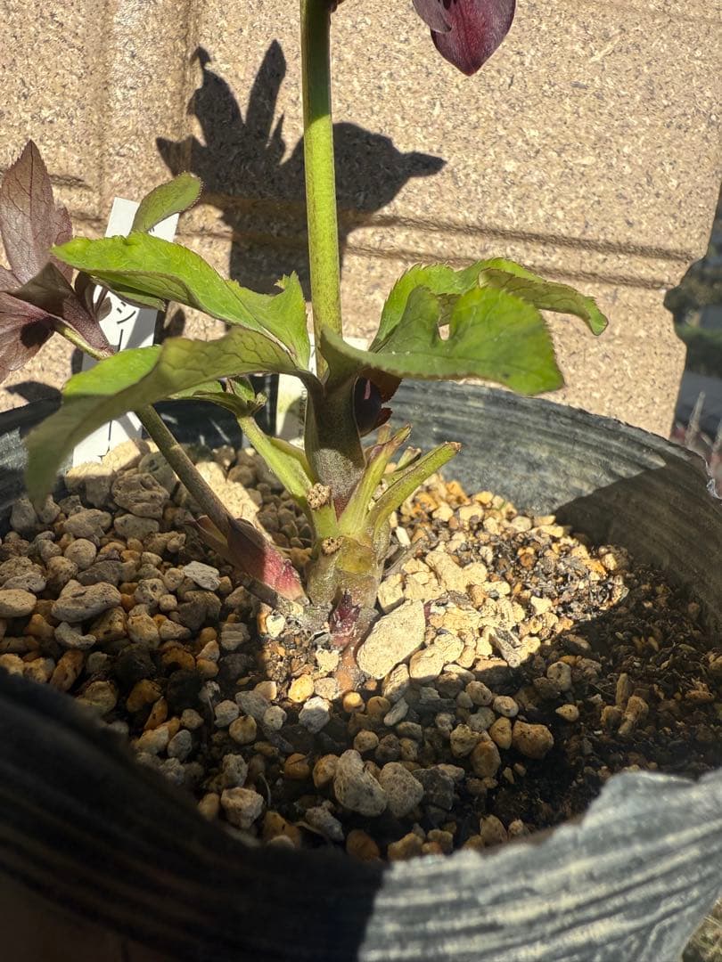 【未株分】加藤農園 クリスマスローズ シングル グロッシーカラー