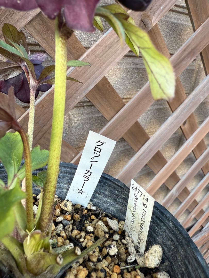 【未株分】加藤農園 クリスマスローズ シングル グロッシーカラー