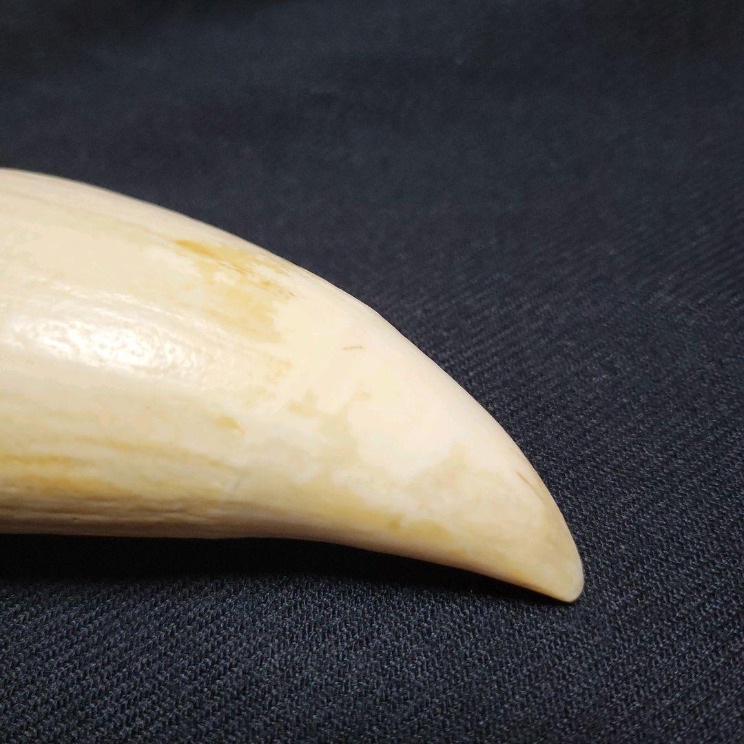 ☆　マッコウクジラ　鯨牙292.6g天然素材　印材　鯨牙　鯨歯