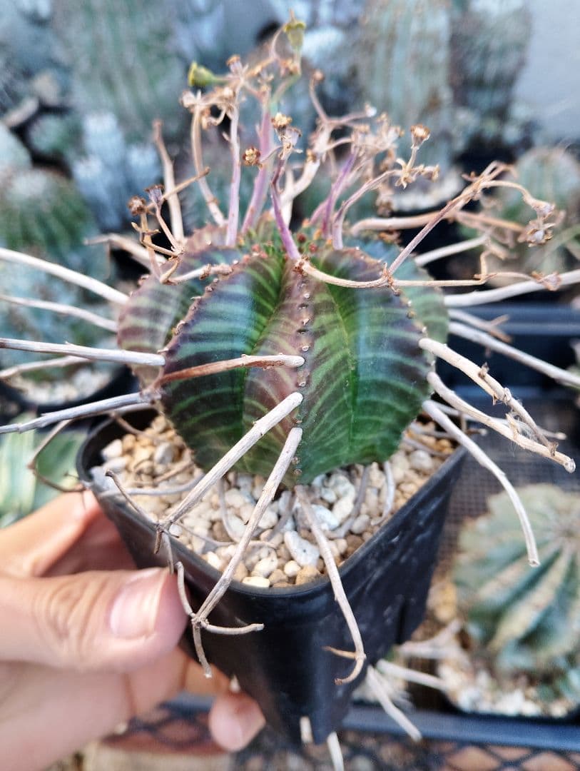 ココスヤシシルバーリーフ 【極太】葉先160cm 幹回り125cm 幹高50cm